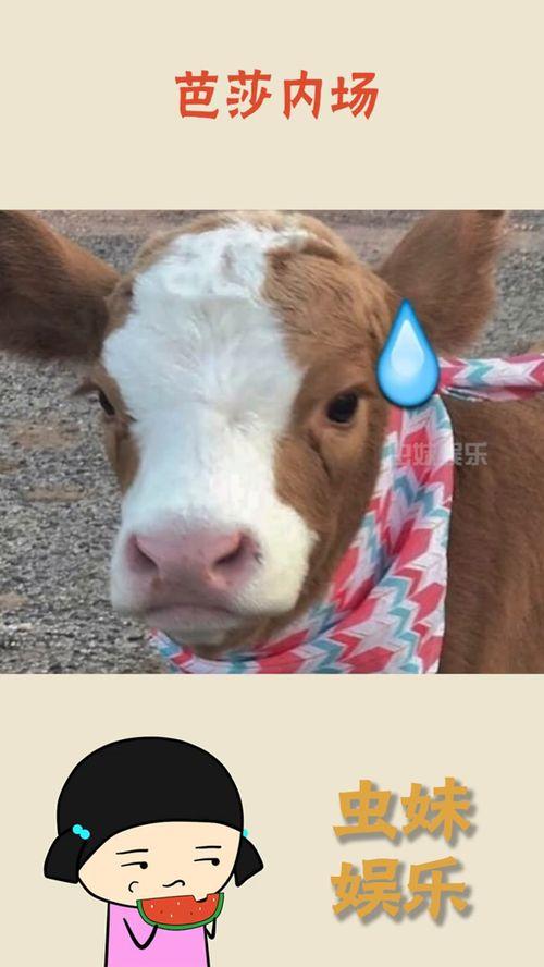 娱乐吃瓜酱遛狗